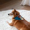 (YA451) Suit Pattern Pet Bandana